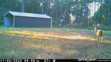 70.11 Acres | Professionally Managed Pine Plantation | Union - photo 36