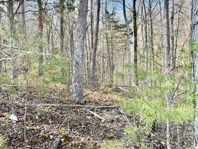 Are you are looking for the perfect lot to build your dream - photo 4