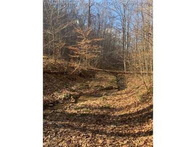 Build your cabin retreat or permanent home on this 115.3 Acres - photo 11
