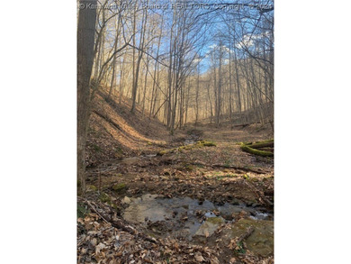 Build your cabin retreat or permanent home on this 115.3 Acres - photo 14