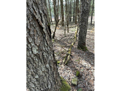Escape to your country nature retreat on this 161-acre hunting - photo 22