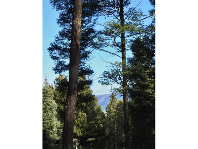 Monte Verde Lake Lot For Sale in Angel Fire New Mexico