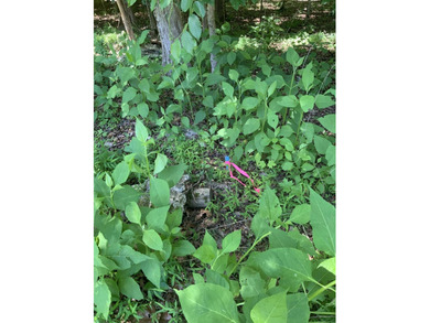 39.72 acres of unrestricted land, close to Lake Cumberland - photo 8