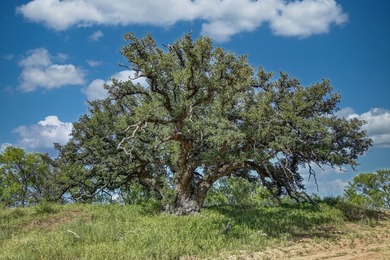 This rare Texas Live Water river ranch blends luxury living w - photo 25