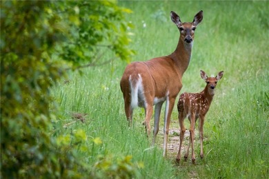 East Leaf Lake Acreage For Sale in Ottertail Minnesota