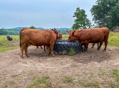 Welcome to Osage Fork Farm, a premier 820+/- acre Ozark property - photo 29