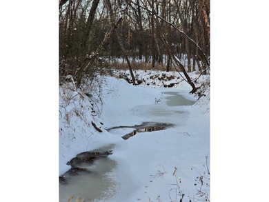 20 acres MOL for sale. Heavily wooded with pond. Located - photo 3