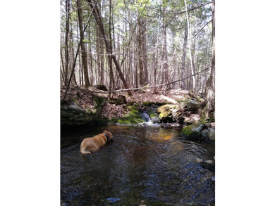 Escape to the peace and beauty of Otisfield with this 15.4-acre - photo 27