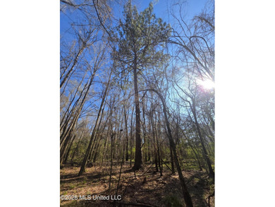 160+/- Acres - Bogue Chitto, Mississippi | Riverfront Hunting - photo 13