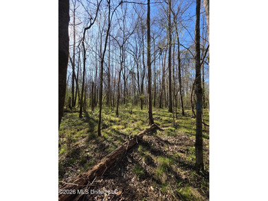 160+/- Acres - Bogue Chitto, Mississippi | Riverfront Hunting - photo 19