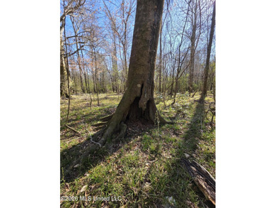 160+/- Acres - Bogue Chitto, Mississippi | Riverfront Hunting - photo 23