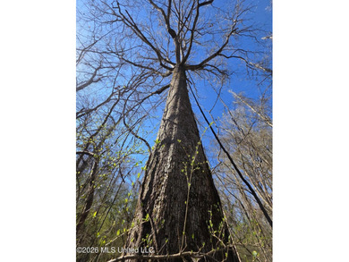 160+/- Acres - Bogue Chitto, Mississippi | Riverfront Hunting - photo 32