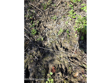 160+/- Acres - Bogue Chitto, Mississippi | Riverfront Hunting - photo 33