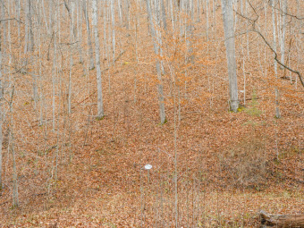 (private lake, pond, creek) Acreage For Sale in White Sulphur Sprins West Virginia