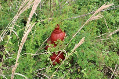 93+/- acres with long frontage on Hwy 302 (Goodman Rd) and also - photo 19