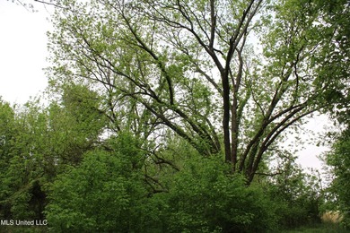 93+/- acres with long frontage on Hwy 302 (Goodman Rd) and also - photo 48
