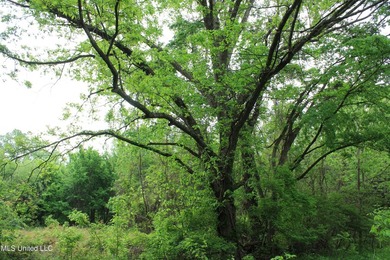 93+/- acres with long frontage on Hwy 302 (Goodman Rd) and also - photo 49