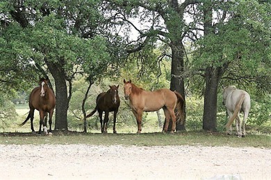 5.17 Acre flatter Lot with great build spot in Tierra Linda - photo 29