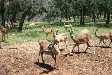 5.17 Acre flatter Lot with great build spot in Tierra Linda - photo 32