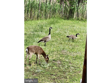 Prime Sika Deer Country! Small private getaway with pond. Enough - photo 2
