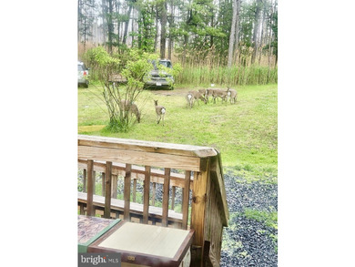 Prime Sika Deer Country! Small private getaway with pond. Enough - photo 8