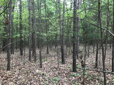 Beautiful 10.04 acre lot in Bluff View Estates! This lot has - photo 3