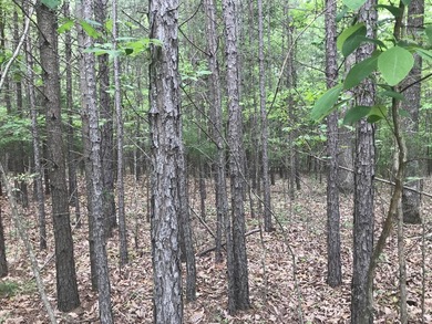 Beautiful 10.04 acre lot in Bluff View Estates! This lot has - photo 6