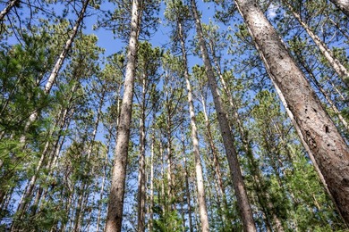 Build Your Dream Home or Getaway Near Castle Rock Lake! Discover - photo 34