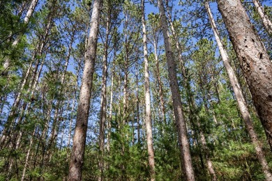 Build Your Dream Home or Getaway Near Castle Rock Lake! Discover - photo 35