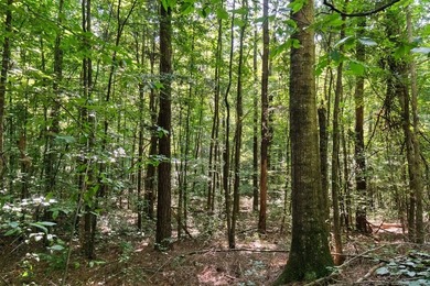 OXFORD MS LAND!! APPROX 320 ACRES IN LAFAYETTE COUNTY WITH - photo 13
