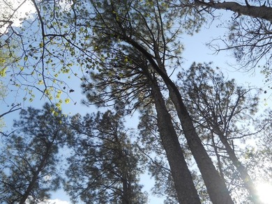 Escape to 15.73 acres of pure East Texas freedom- surrounded on - photo 10