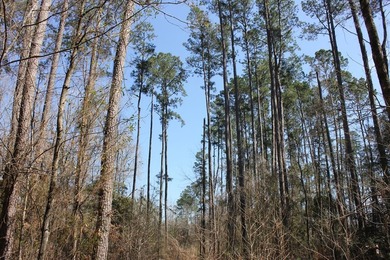 Discover 57 unrestricted acres close to Lake Sam Rayburn yet - photo 2
