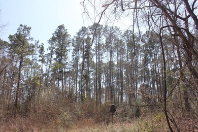 Discover 57 unrestricted acres close to Lake Sam Rayburn yet - photo 3