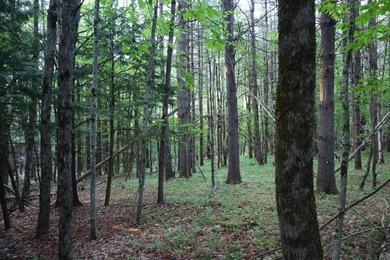 Wooded tract on a quiet road in the Adirondack Mountains of - photo 11
