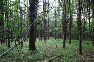 Wooded tract on a quiet road in the Adirondack Mountains of - photo 12