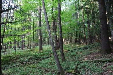 Wooded tract on a quiet road in the Adirondack Mountains of - photo 13
