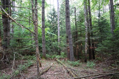 Wooded tract on a quiet road in the Adirondack Mountains of - photo 14
