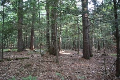 Wooded tract on a quiet road in the Adirondack Mountains of - photo 15