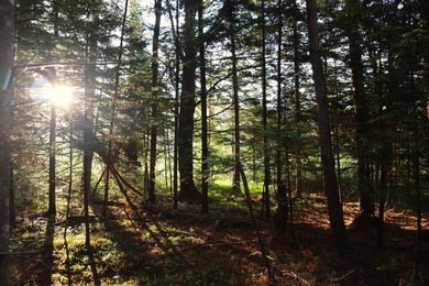 Wooded tract on a quiet road in the Adirondack Mountains of - photo 19