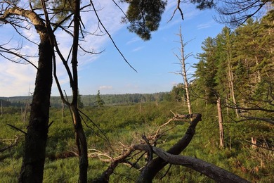 Wooded tract on a quiet road in the Adirondack Mountains of - photo 20