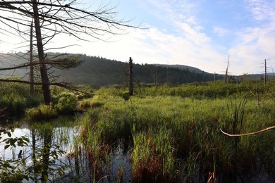 Wooded tract on a quiet road in the Adirondack Mountains of - photo 22