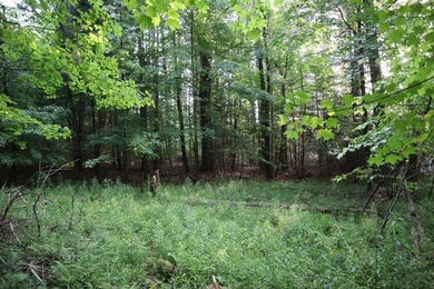 Wooded tract on a quiet road in the Adirondack Mountains of - photo 23
