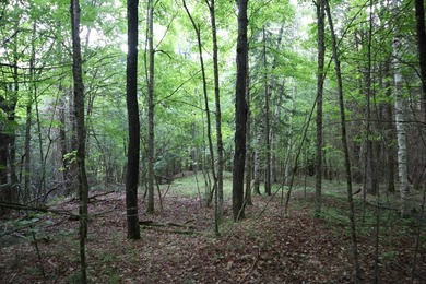 Wooded tract on a quiet road in the Adirondack Mountains of - photo 25