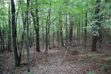 Wooded tract on a quiet road in the Adirondack Mountains of - photo 27
