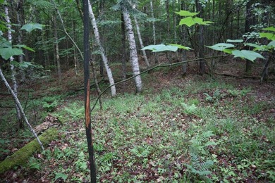 Wooded tract on a quiet road in the Adirondack Mountains of - photo 28