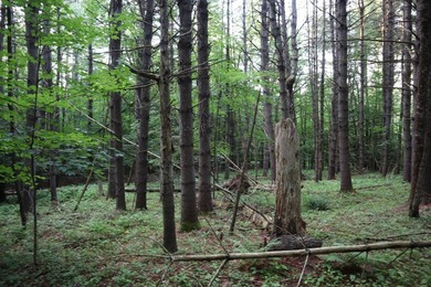 Wooded tract on a quiet road in the Adirondack Mountains of - photo 30