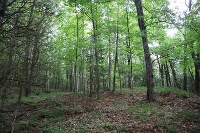 Wooded tract on a quiet road in the Adirondack Mountains of - photo 31