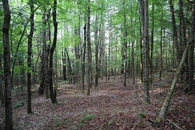 Wooded tract on a quiet road in the Adirondack Mountains of - photo 32