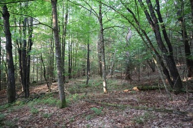 Wooded tract on a quiet road in the Adirondack Mountains of - photo 33