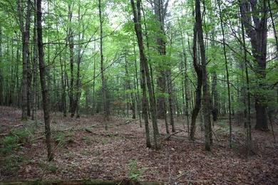 Wooded tract on a quiet road in the Adirondack Mountains of - photo 34